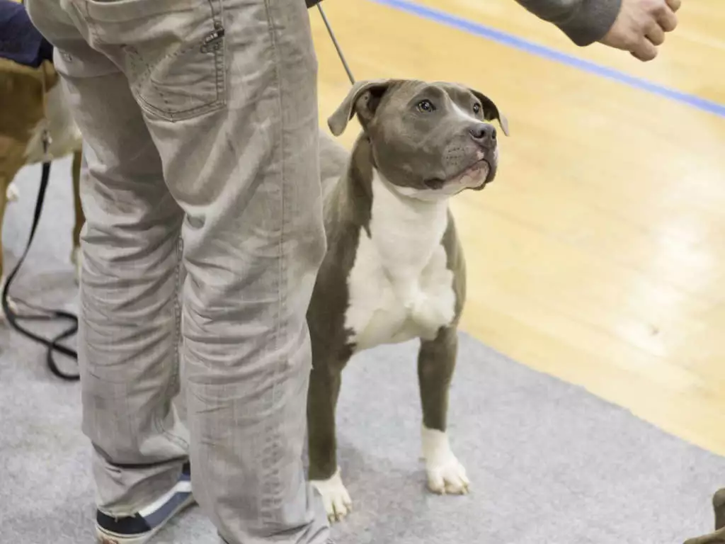 Mugleston Pitbull Farm - Bluenose & Rednose Pitbull Puppies For Sale Near Me Purebred Bluenose & Rednose pitbull puppies for sale near me, Blue Merle and Champagne Merle pups available for sale, blue pitbulls xl xxl puppies available for adoption near me.