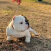 Mugleston Pitbull Farm - Bluenose & Rednose Pitbull Puppies For Sale Near Me Purebred Bluenose & Rednose pitbull puppies for sale near me, Blue Merle and Champagne Merle pups available for sale, blue pitbulls xl xxl puppies available for adoption near me.