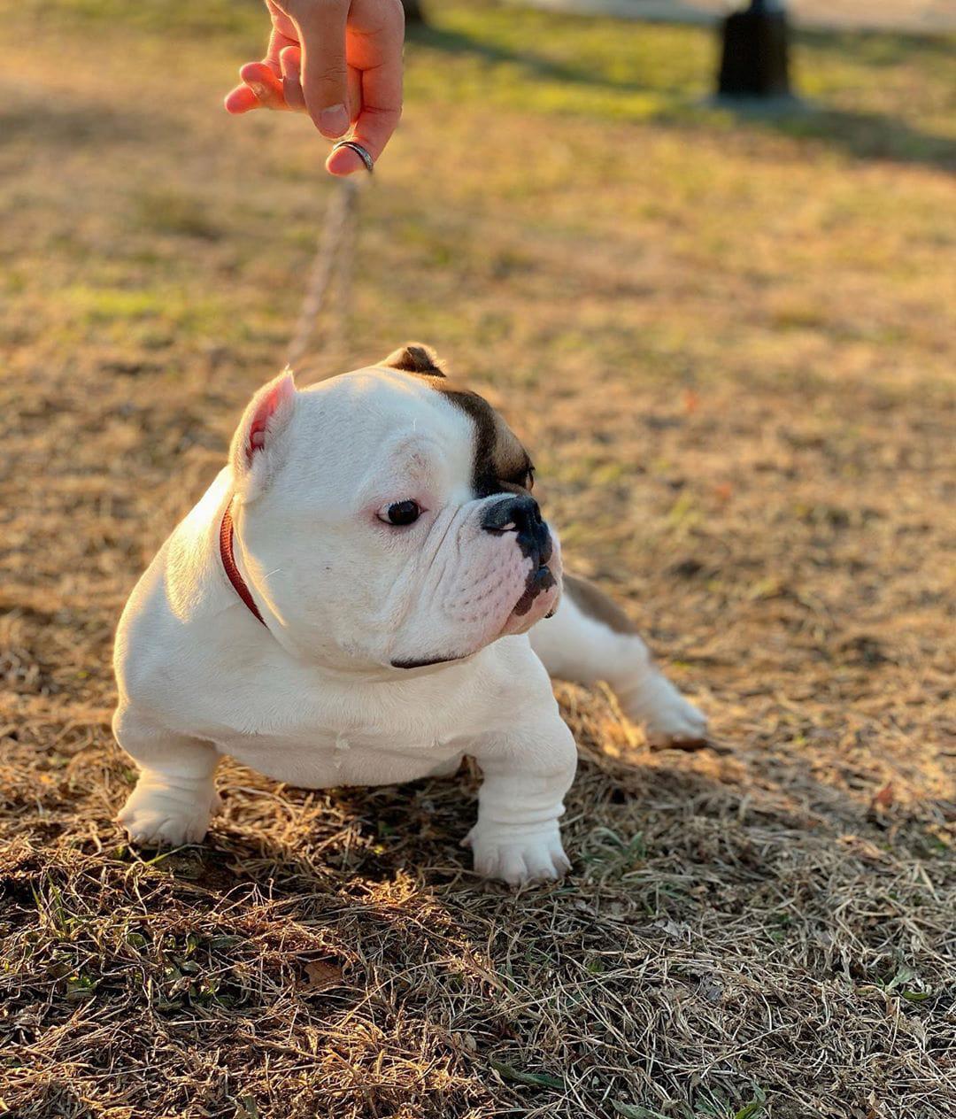 Mugleston Pitbull Farm - Bluenose & Rednose Pitbull Puppies For Sale Near Me Purebred Bluenose & Rednose pitbull puppies for sale near me, Blue Merle and Champagne Merle pups available for sale, blue pitbulls xl xxl puppies available for adoption near me.