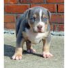 Mugleston Pitbull Farm - Bluenose & Rednose Pitbull Puppies For Sale Near Me Purebred Bluenose & Rednose pitbull puppies for sale near me, Blue Merle and Champagne Merle pups available for sale, blue pitbulls xl xxl puppies available for adoption near me.