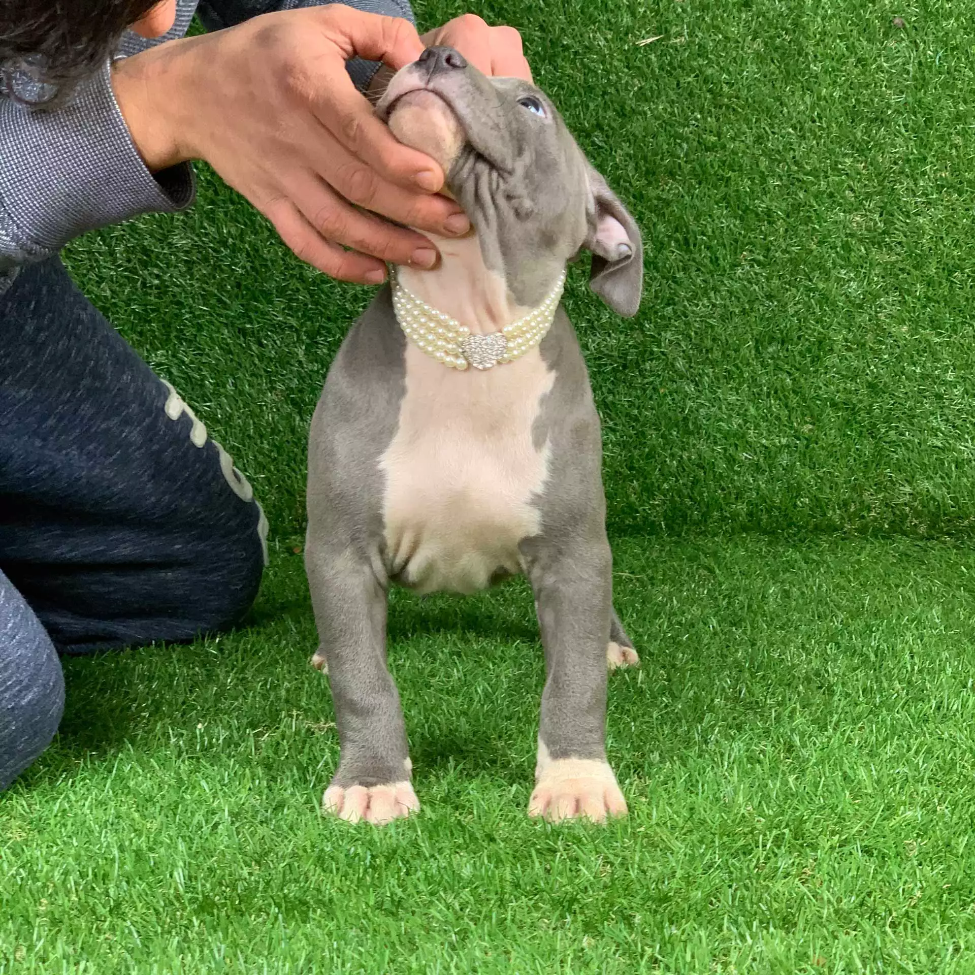 Mugleston Pitbull Farm - Bluenose & Rednose Pitbull Puppies For Sale Near Me Purebred Bluenose & Rednose pitbull puppies for sale near me, Blue Merle and Champagne Merle pups available for sale, blue pitbulls xl xxl puppies available for adoption near me.