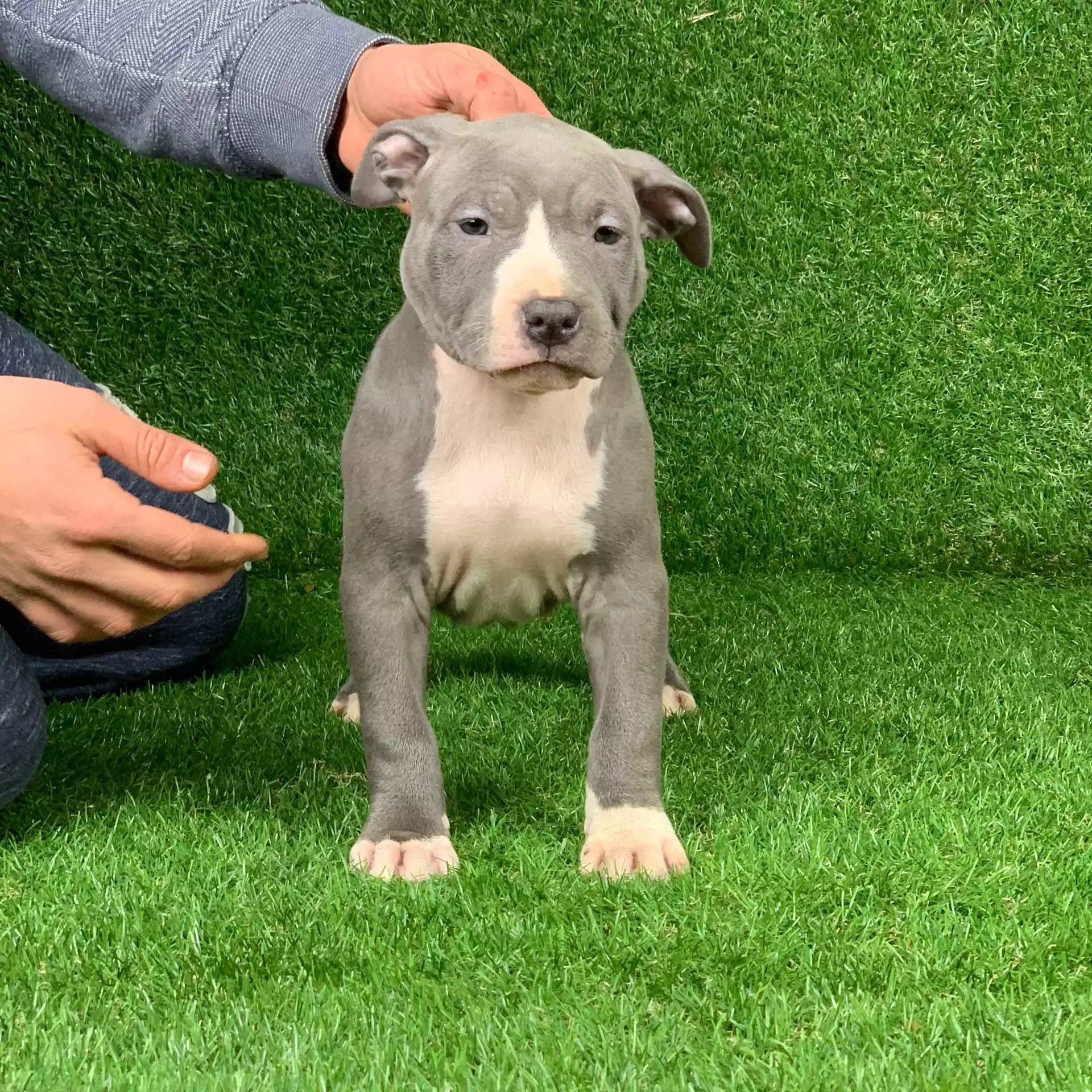 Mugleston Pitbull Farm - Bluenose & Rednose Pitbull Puppies For Sale Near Me Purebred Bluenose & Rednose pitbull puppies for sale near me, Blue Merle and Champagne Merle pups available for sale, blue pitbulls xl xxl puppies available for adoption near me.