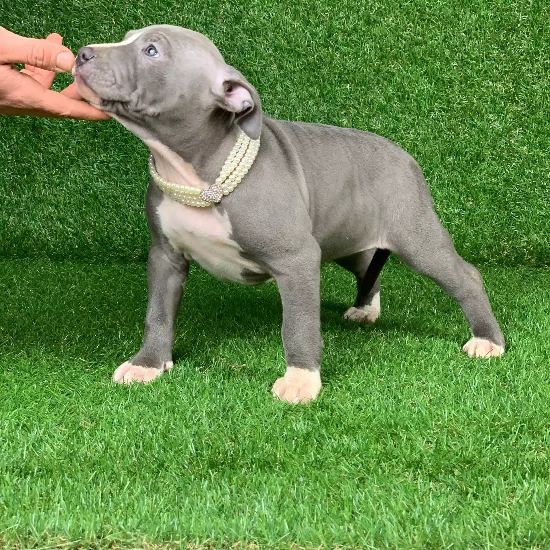 Mugleston Pitbull Farm - Bluenose & Rednose Pitbull Puppies For Sale Near Me Purebred Bluenose & Rednose pitbull puppies for sale near me, Blue Merle and Champagne Merle pups available for sale, blue pitbulls xl xxl puppies available for adoption near me.