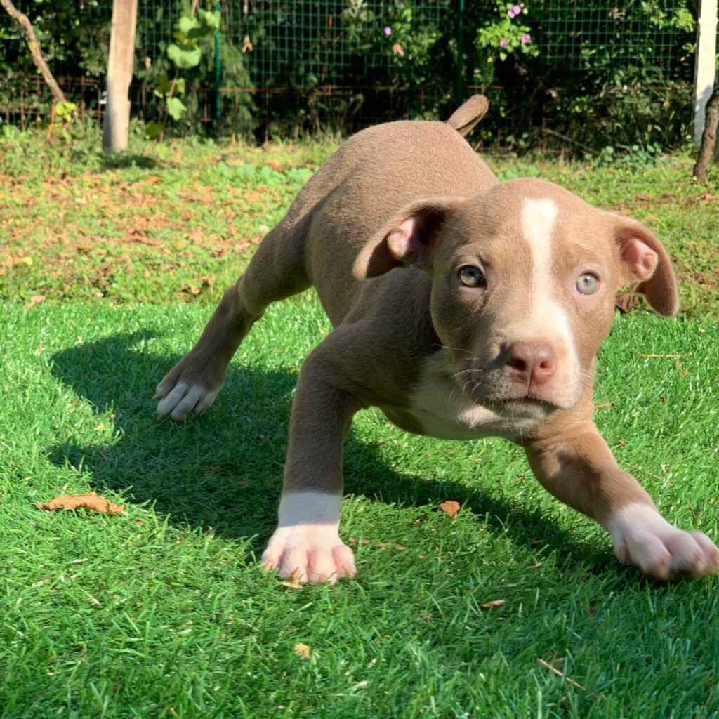 Mugleston Pitbull Farm - Bluenose & Rednose Pitbull Puppies For Sale Near Me Purebred Bluenose & Rednose pitbull puppies for sale near me, Blue Merle and Champagne Merle pups available for sale, blue pitbulls xl xxl puppies available for adoption near me. Male Pitbull Puppies for Sale