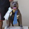 Mugleston Pitbull Farm - Bluenose & Rednose Pitbull Puppies For Sale Near Me Purebred Bluenose & Rednose pitbull puppies for sale near me, Blue Merle and Champagne Merle pups available for sale, blue pitbulls xl xxl puppies available for adoption near me.