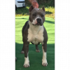 Purebred Bluenose & Rednose pitbull puppies for sale near me, Blue Merle and Champagne Merle pups available for sale, blue pitbulls xl xxl puppies available for adoption near me.