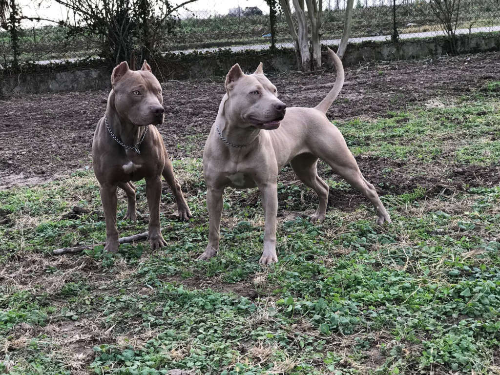 Purebred Bluenose & Rednose pitbull puppies for sale near me, Blue Merle and Champagne Merle pups available for sale, blue pitbulls xl xxl puppies available for adoption near me.