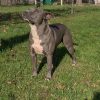 Purebred Bluenose & Rednose pitbull puppies for sale near me, Blue Merle and Champagne Merle pups available for sale, blue pitbulls xl xxl puppies available for adoption near me.