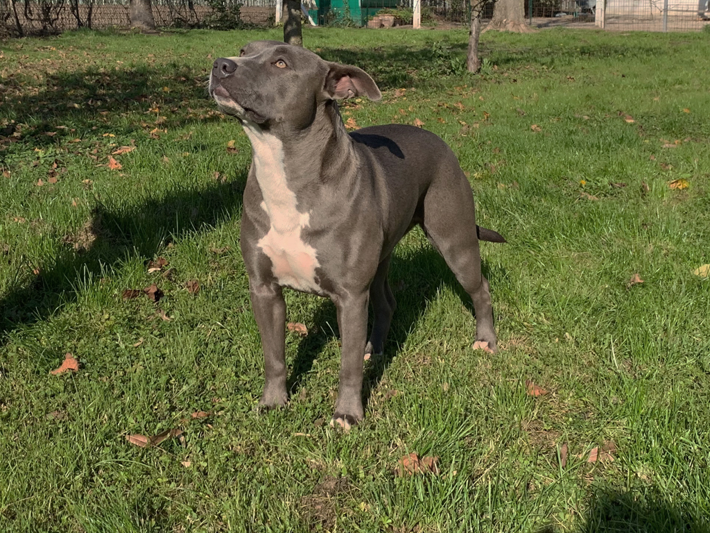 Purebred Bluenose & Rednose pitbull puppies for sale near me, Blue Merle and Champagne Merle pups available for sale, blue pitbulls xl xxl puppies available for adoption near me.