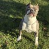 Purebred Bluenose & Rednose pitbull puppies for sale near me, Blue Merle and Champagne Merle pups available for sale, blue pitbulls xl xxl puppies available for adoption near me.