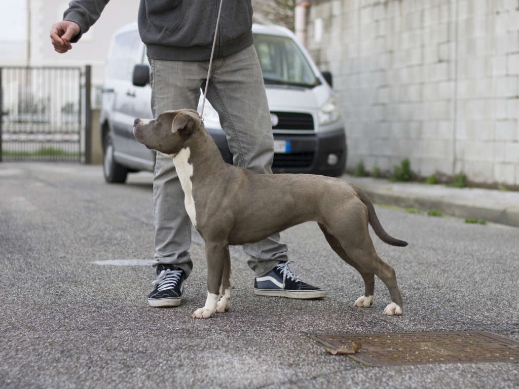 Purebred Bluenose & Rednose pitbull puppies for sale near me, Blue Merle and Champagne Merle pups available for sale, blue pitbulls xl xxl puppies available for adoption near me.