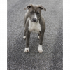 Purebred Bluenose & Rednose pitbull puppies for sale near me, Blue Merle and Champagne Merle pups available for sale, blue pitbulls xl xxl puppies available for adoption near me.