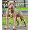 Purebred Bluenose & Rednose pitbull puppies for sale near me, Blue Merle and Champagne Merle pups available for sale, blue pitbulls xl xxl puppies available for adoption near me.