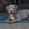 Purebred Bluenose & Rednose pitbull puppies for sale near me, Blue Merle and Champagne Merle pups available for sale, blue pitbulls xl xxl puppies available for adoption near me.