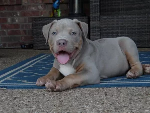 Purebred Bluenose & Rednose pitbull puppies for sale near me, Blue Merle and Champagne Merle pups available for sale, blue pitbulls xl xxl puppies available for adoption near me.