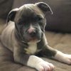 Purebred Bluenose & Rednose pitbull puppies for sale near me, Blue Merle and Champagne Merle pups available for sale, blue pitbulls xl xxl puppies available for adoption near me.