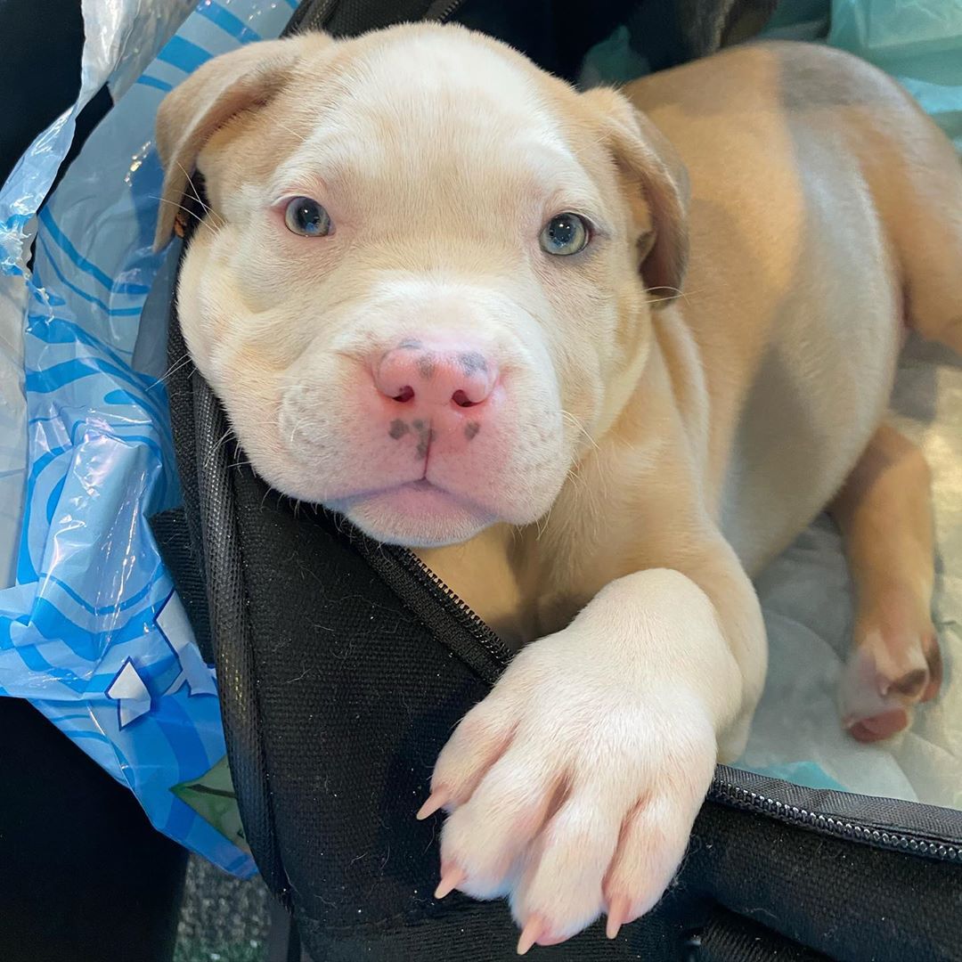 Purebred Bluenose & Rednose pitbull puppies for sale near me, Blue Merle and Champagne Merle pups available for sale, blue pitbulls xl xxl puppies available for adoption near me.