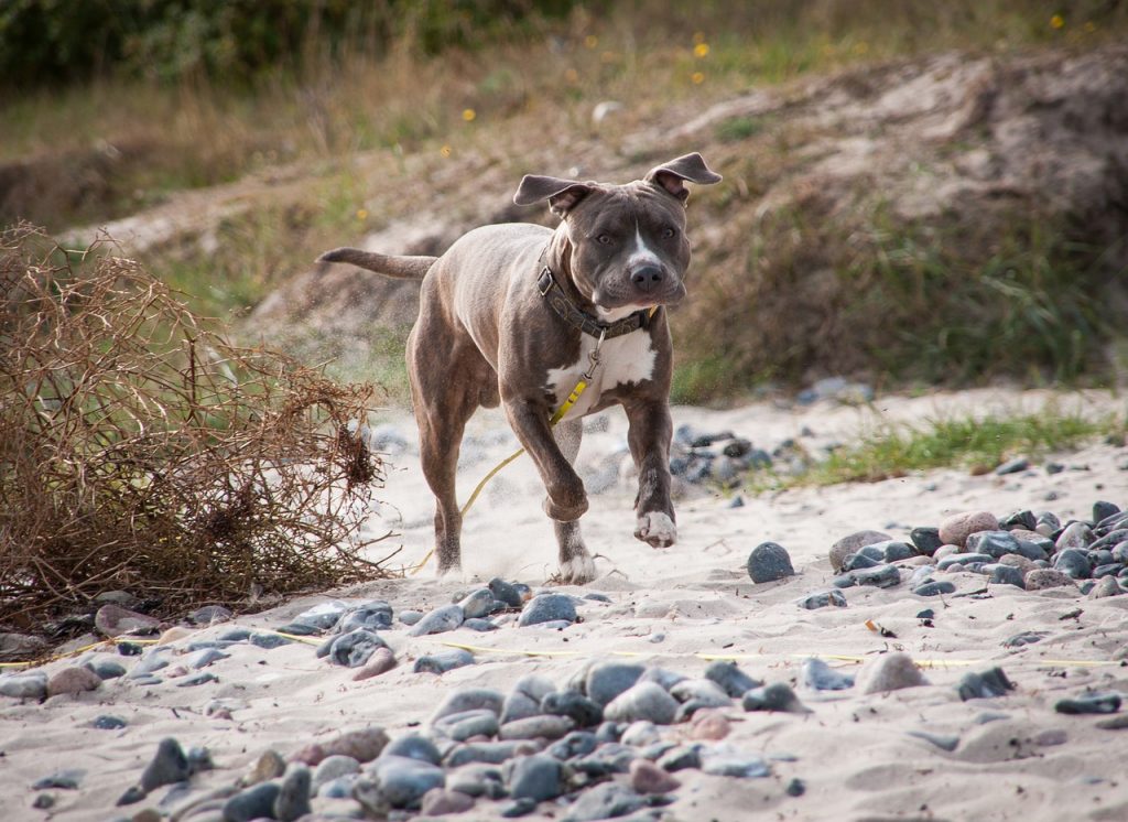 Female Pitbull Puppies For Sale