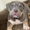 Purebred Bluenose & Rednose pitbull puppies for sale near me, Blue Merle and Champagne Merle pups available for sale, blue pitbulls xl xxl puppies available for adoption near me.