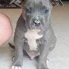 Cute pitbull puppies for sale near me in Alabama