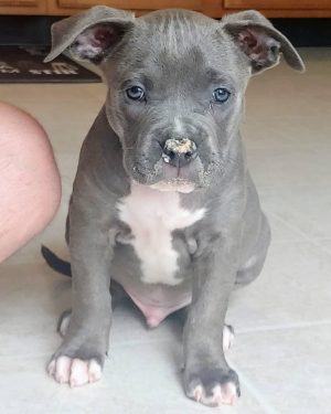 Cute pitbull puppies for sale near me in Alabama