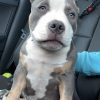 XL Male pitbull puppies for sale near me