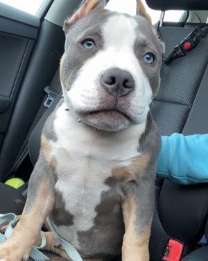 XL Male pitbull puppies for sale near me