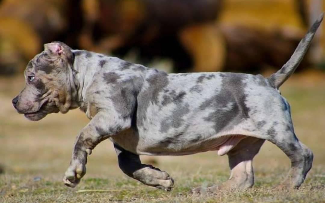 American Blue Pitbull Terriers, American Blue Pitbull Merle For Adoption Near Me