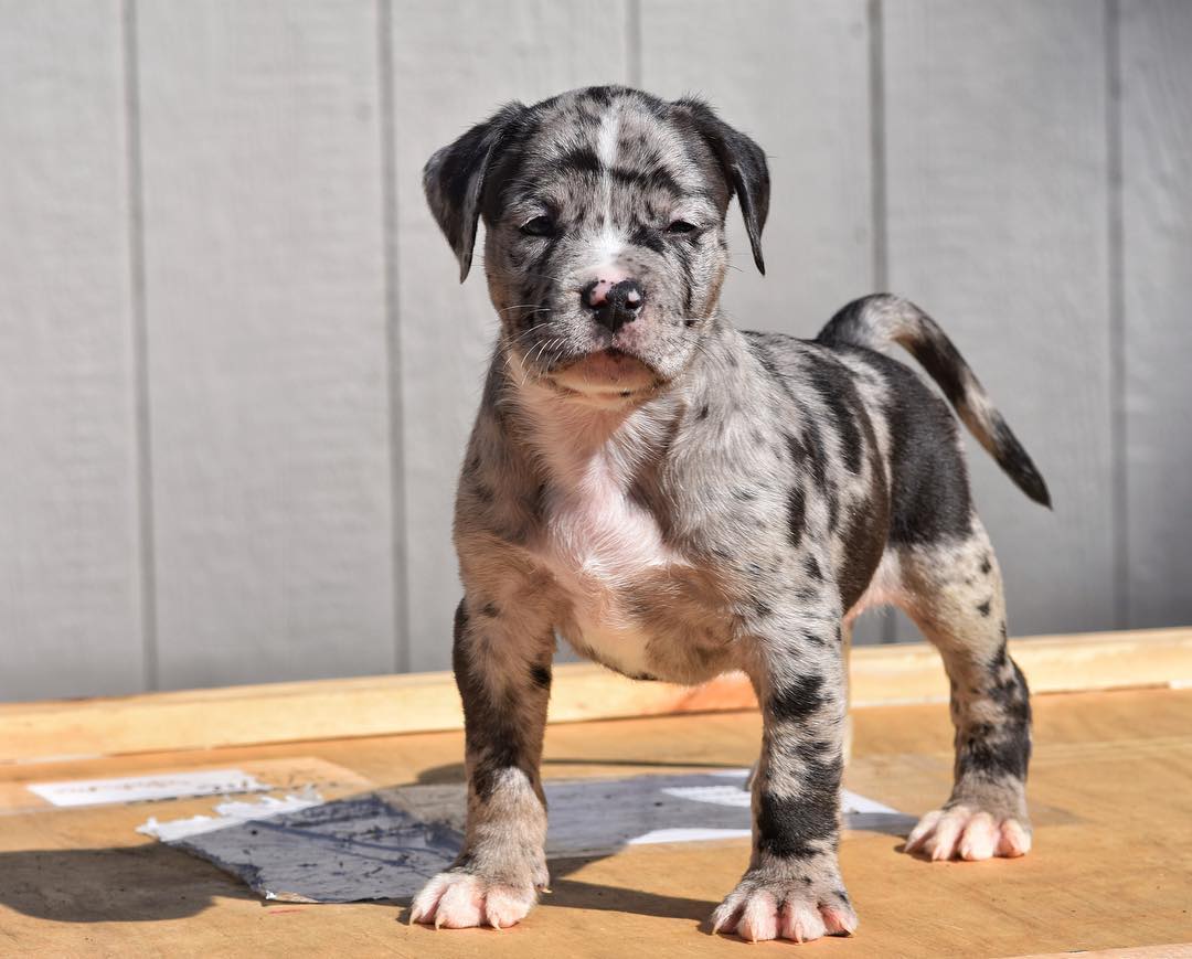 Merle Pitbull Puppies For Sale Near Me