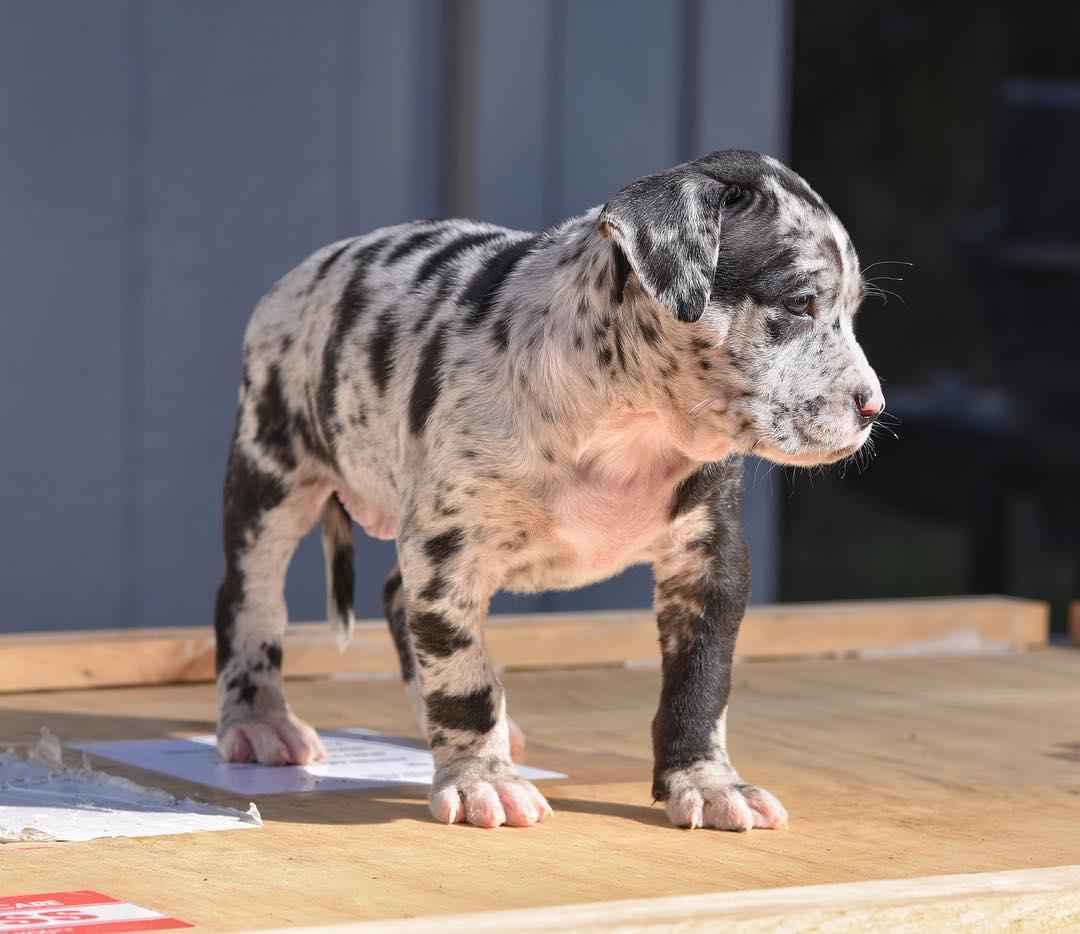 Available American American Pitbull Terrier Puppies