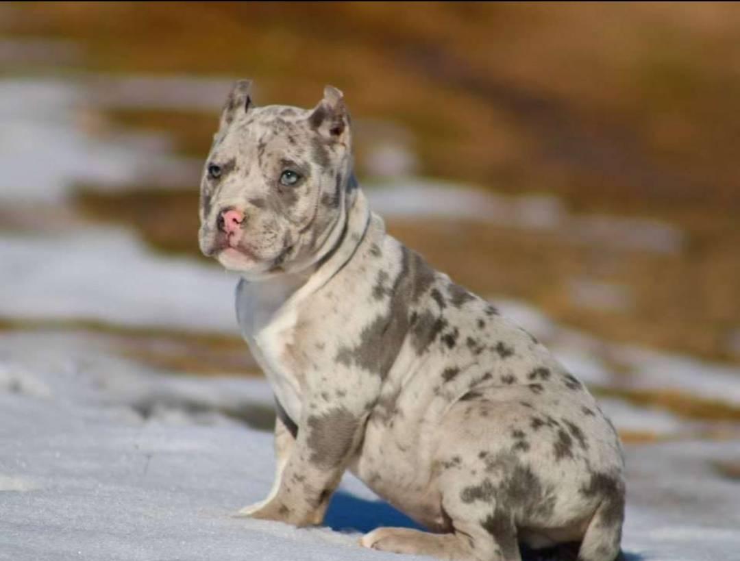 Cute Merle Pit Bull Puppies For Sale