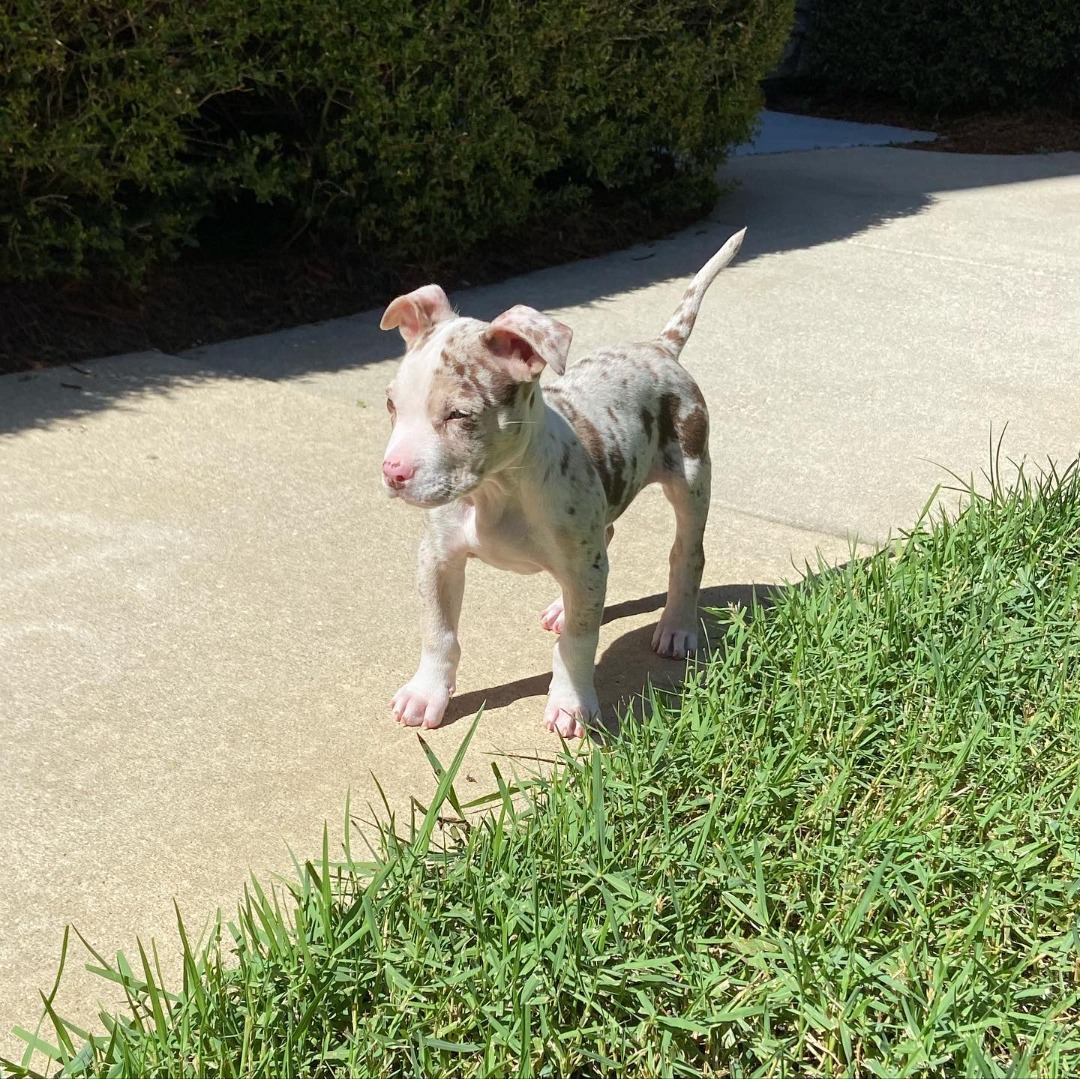 Merle Female One - Female Merle Pitbull Puppy For Sale