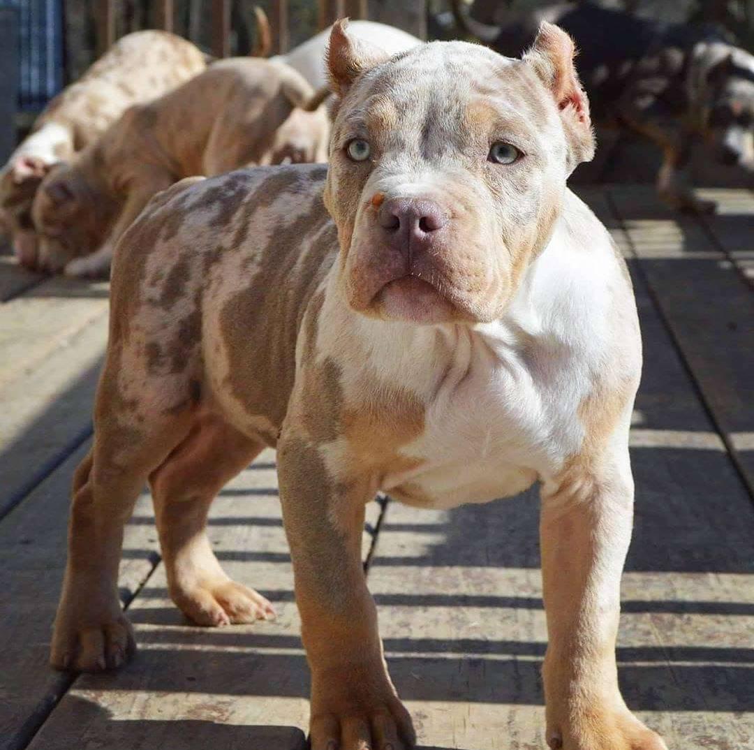 Merle pitbull puppies for sale