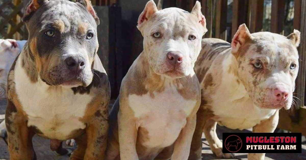 Mugleston Kennels - Merle Pitbulls