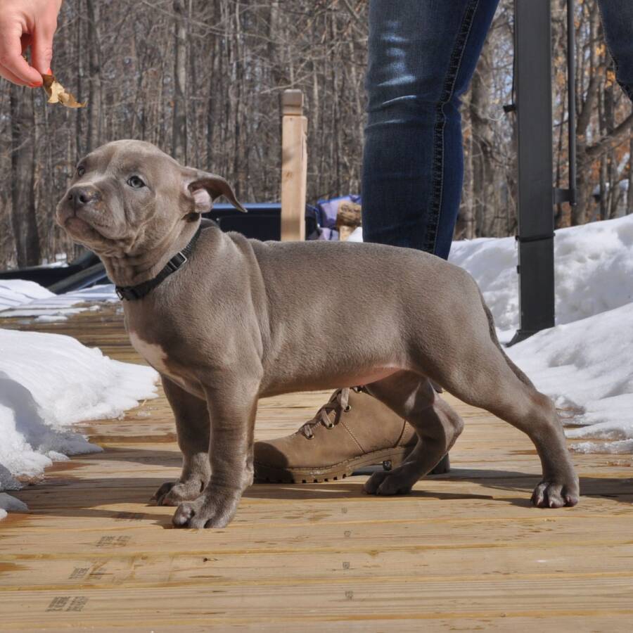 Blue American Bully