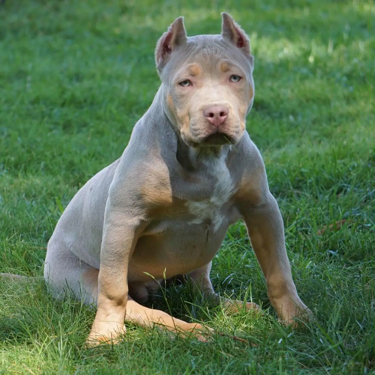 Mugleston's American Bully Puppies For Sale Near Me