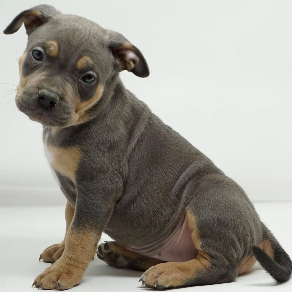 Mugleston's American Bully Puppies For Sale Near Me