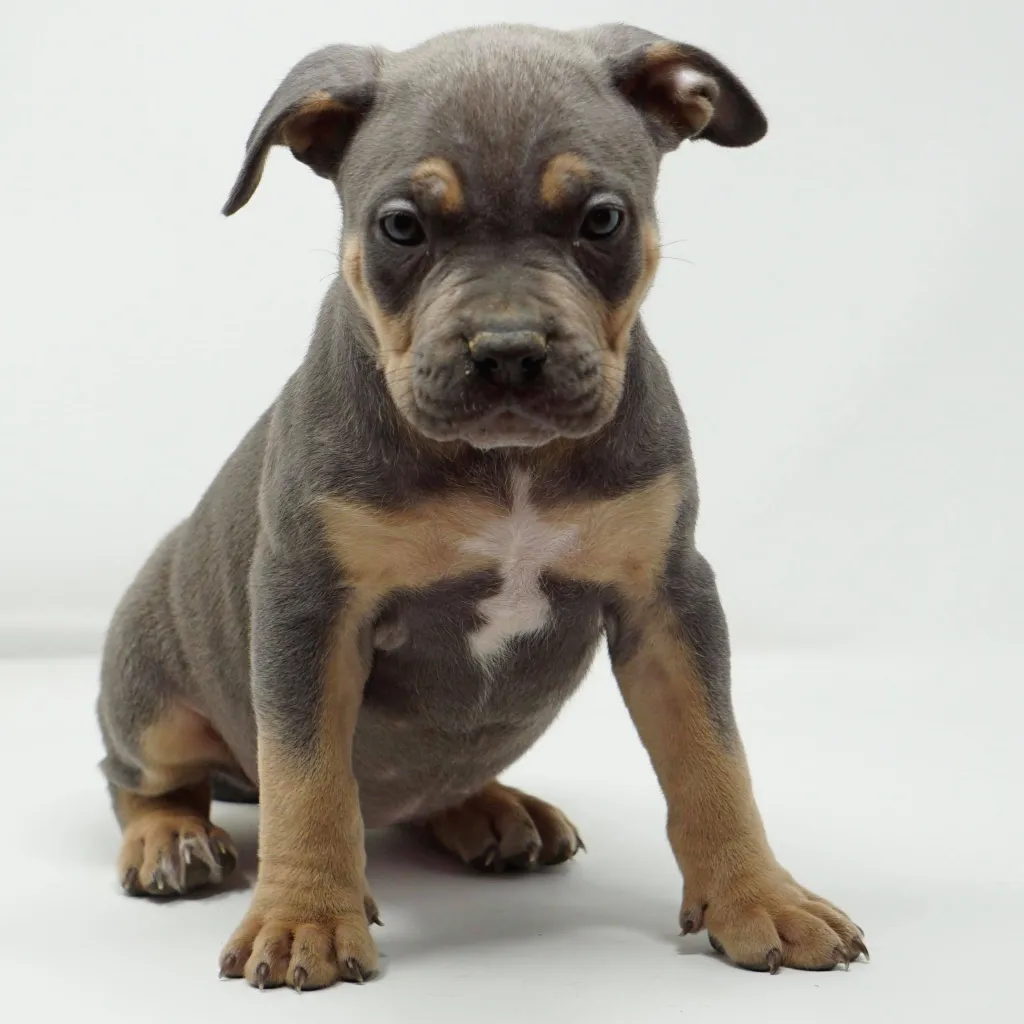 Mugleston's American Bully Puppies For Sale Near Me