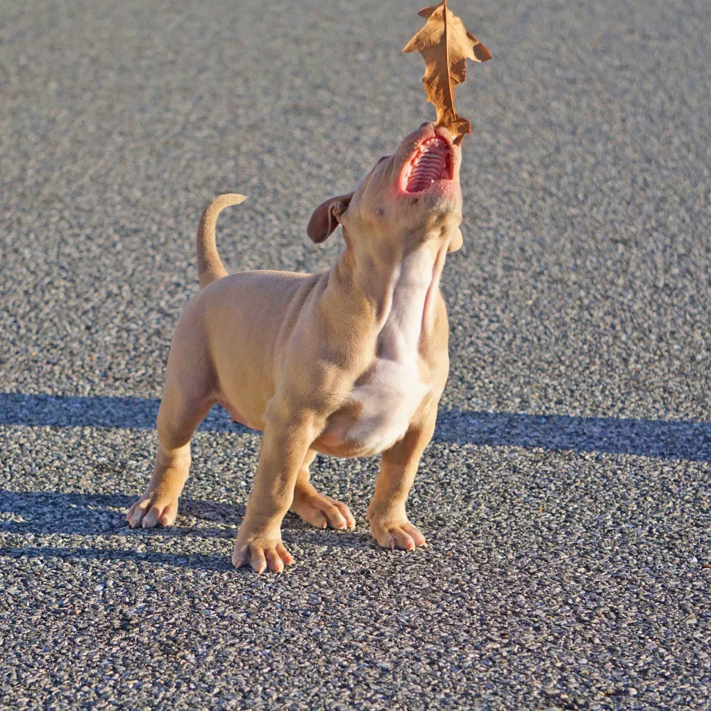 Mugleston's American Bully Puppies For Sale Near Me