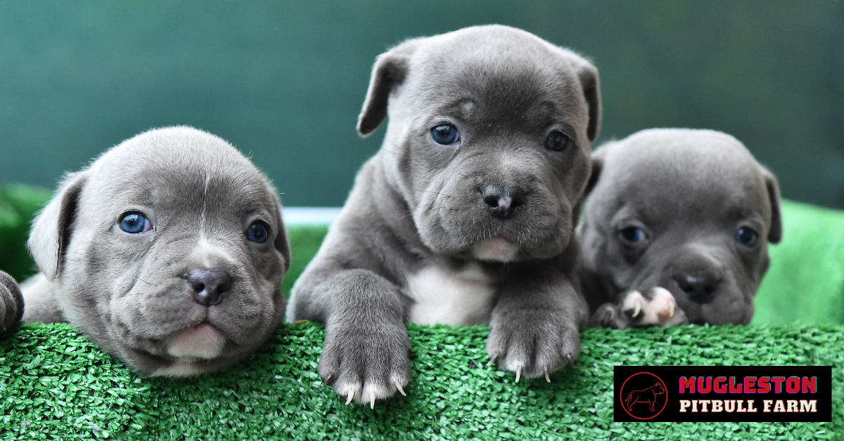 Mugleston American Bully Puppies For Sale