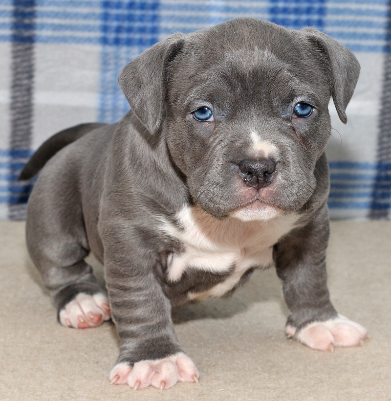 Male One - American Bully Puppy For Sale Near Me - Affordable Quality Purebred American Bully Puppy for sale