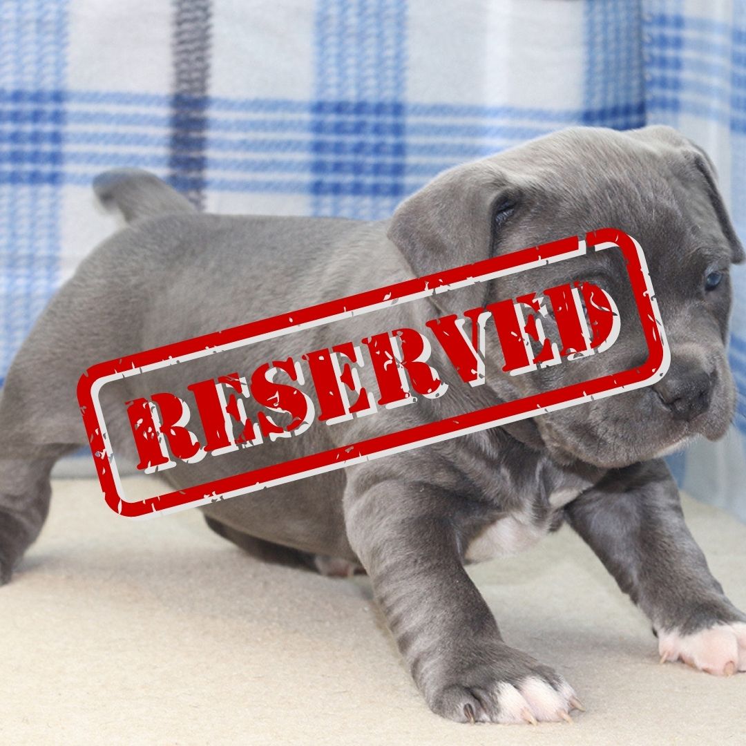 Female Two - American Bully Puppy For Sale Near Me - Affordable Quality Purebred American Bully Puppy for sale