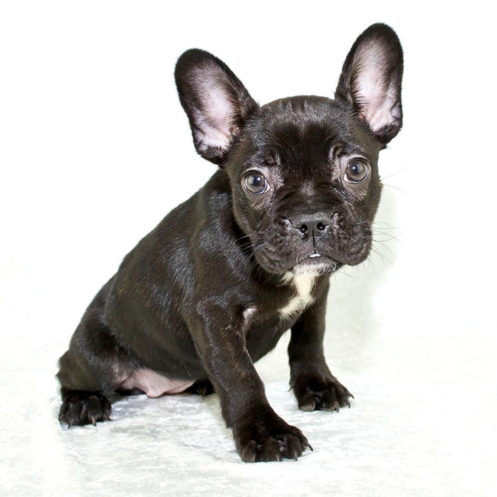 French bulldog puppies alwaays available for sale online near me. buy baby frenchie online for free