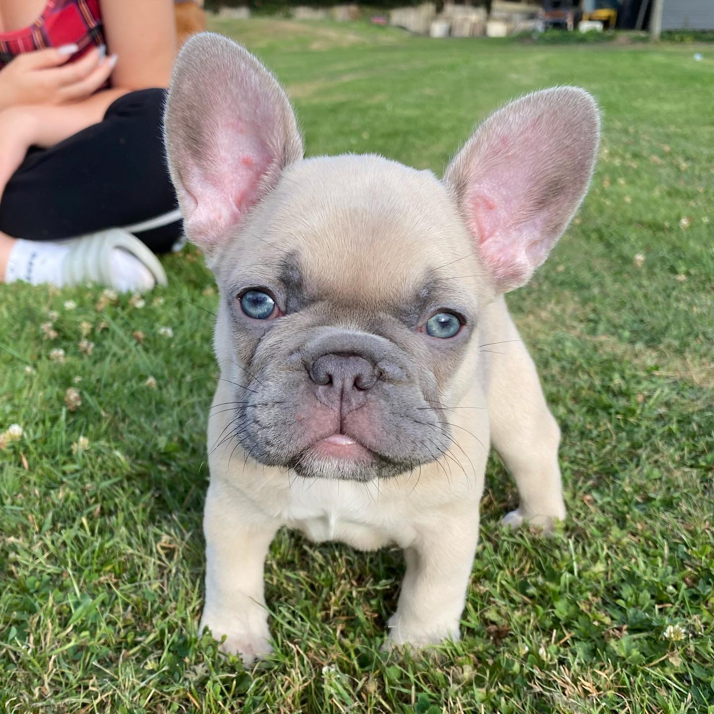 Mugleston Kennels - French Bulldog Puppies For Sale