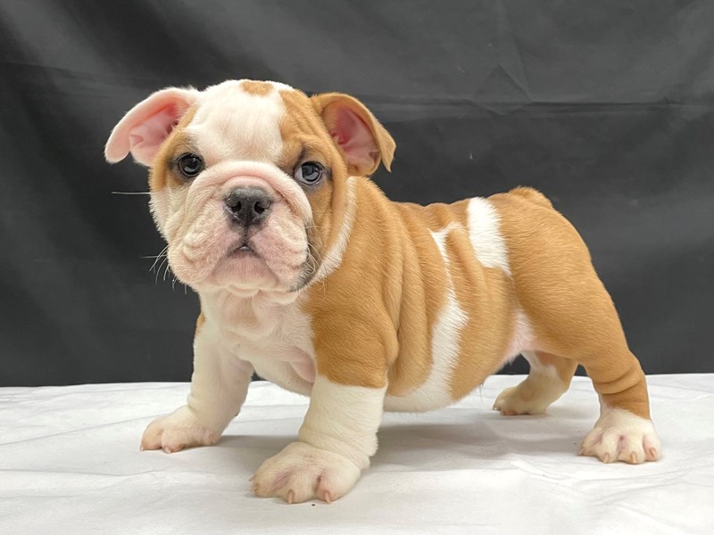 English Bulldog Puppies For Sale Near Me - Buy British Bulldog Online