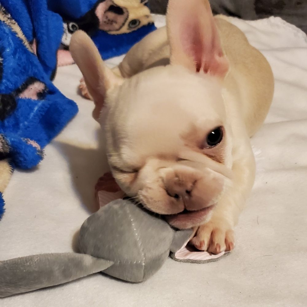 Cute baby French Bulldog puppies for sale near me online in Texas