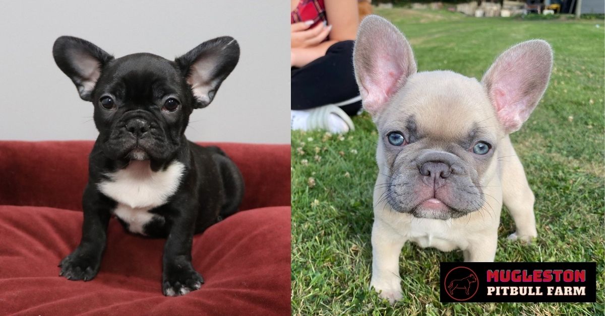 Mugleston Kennels - French Bulldog Puppies For Sale