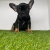 Black French Bulldog puppy for sale near me - Buy Frenchie pups online