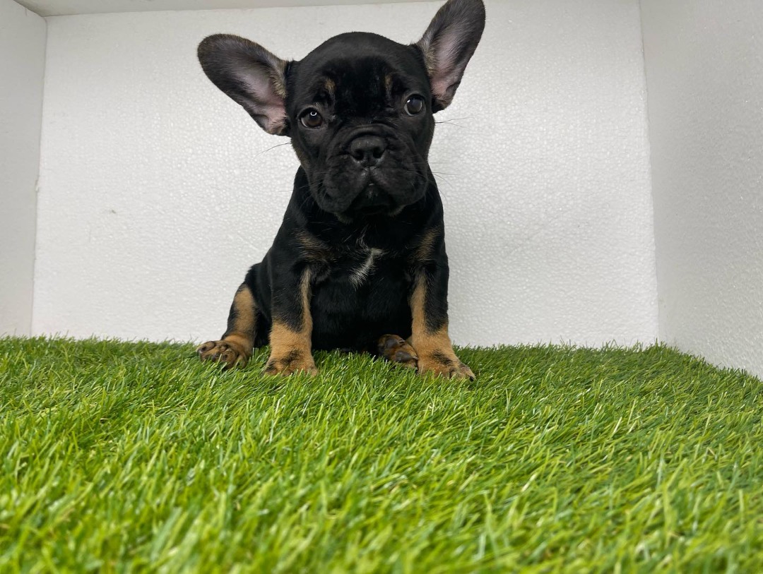 Black French Bulldog puppy for sale near me - Buy Frenchie pups online