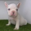 White French Bulldog puppy for sale near me - Buy Frenchie pups online